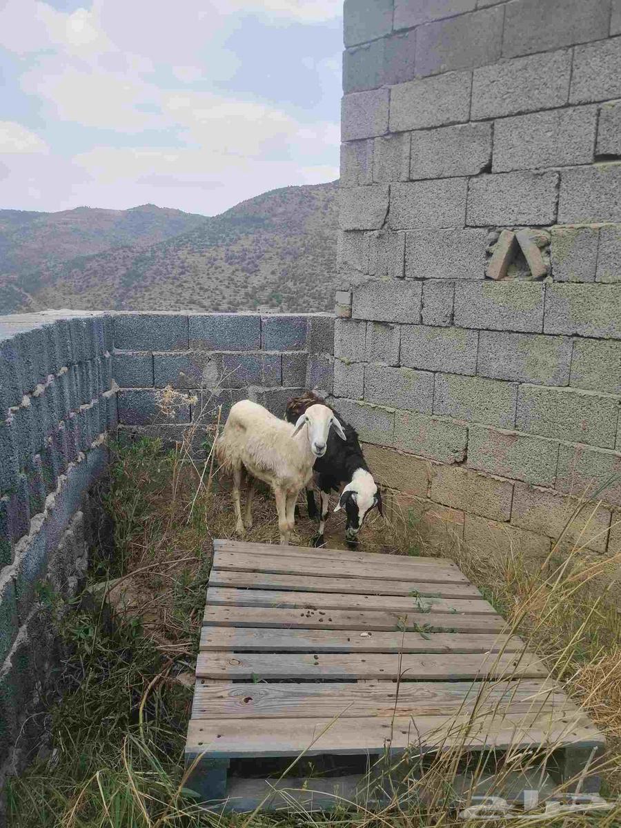 Two Sheep64622253388929114