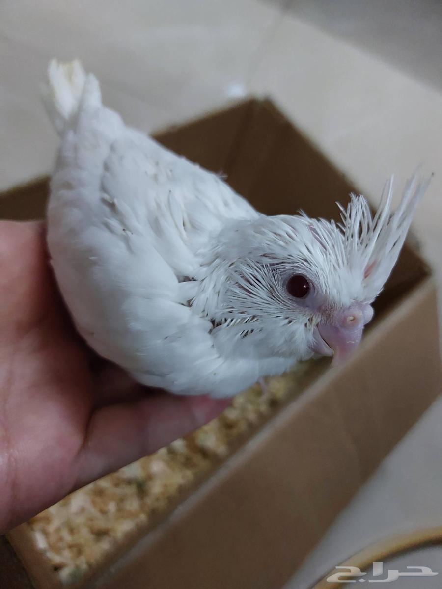 فراخ كوكتيل ألبينو ( كروان )64625185240578110