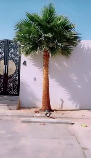 نخل واشنطني وشنطن واشنطوانيا زينه للبيع64624732364674111