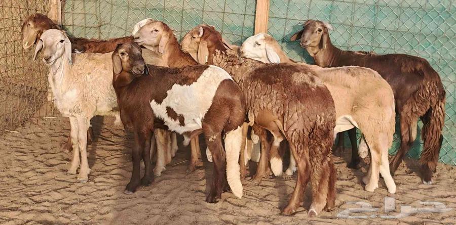 طليان سواكني تربية 4 أشهر تم الببع64615880654210114