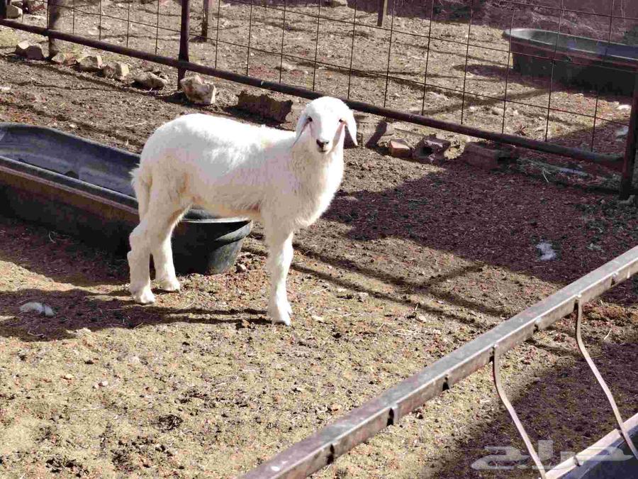 Free-range chickens that graze and feed on healthy barley and clover, free from all pests64621042656130110