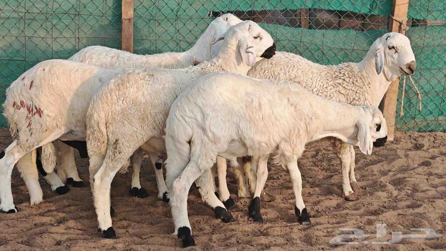 طليان سواكني تربية 4 أشهر تم الببع64615880654210112