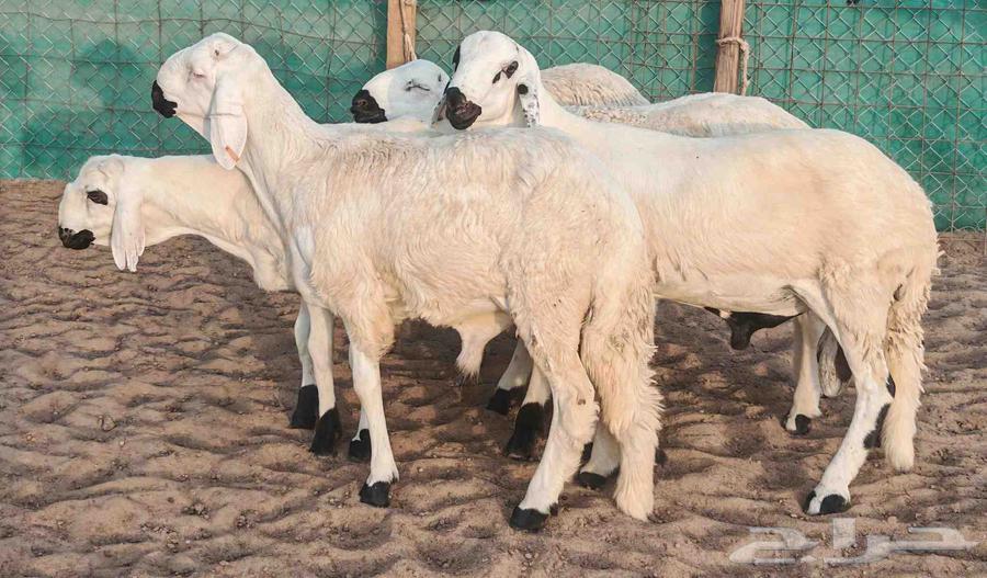 طليان سواكني تربية 4 أشهر تم الببع64615880654210111