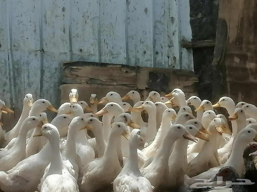 بط بكيني للبيع64623612251137112