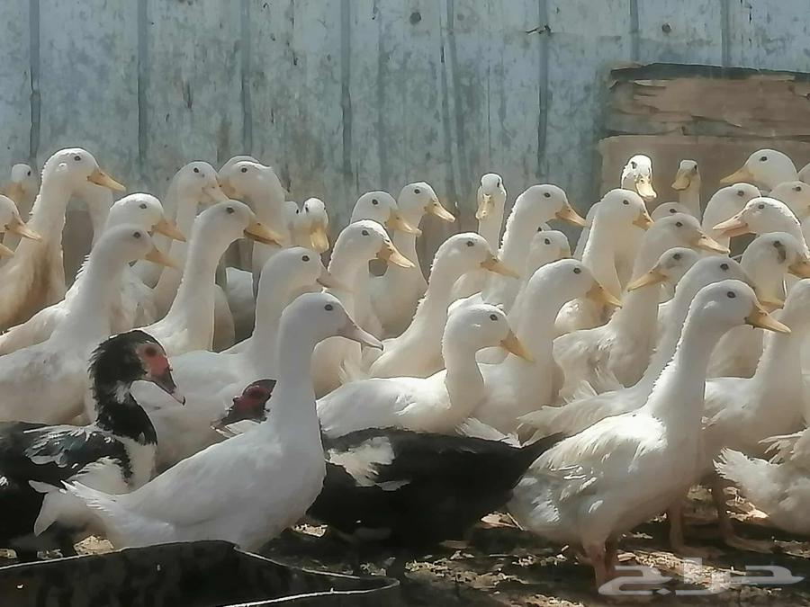 بط بكيني للبيع64623612251137110