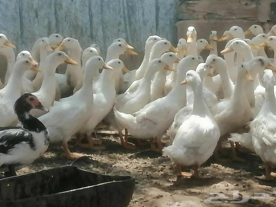 بط بكيني للبيع64623612251137111