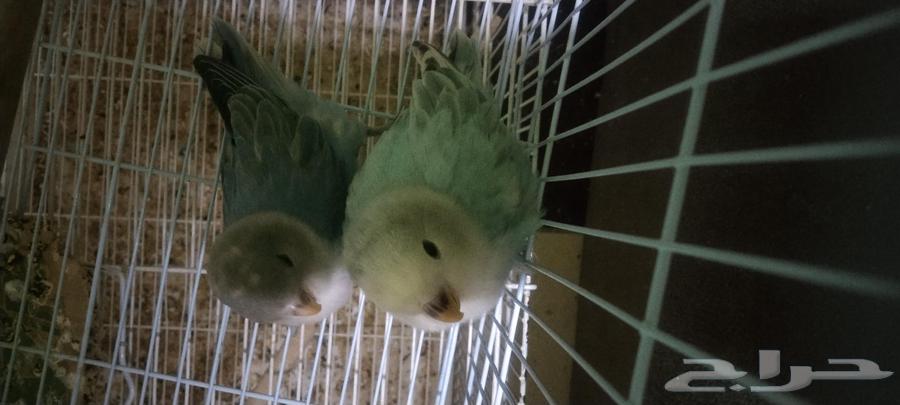 طيور روز السعر كلهم ب 35064575918510210112