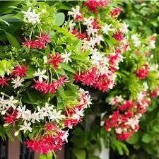 زراعه جميع انواع الاشجار والنخل والنجيل قص تزيين والتقليم64218494884227111