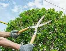 زراعه جميع انواع الاشجار والنخل والنجيل قص تزيين والتقليم64218494884227114