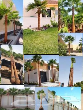 نخل واشنطني وشنطن واشنطوانيا زينه للبيع64624732364674114