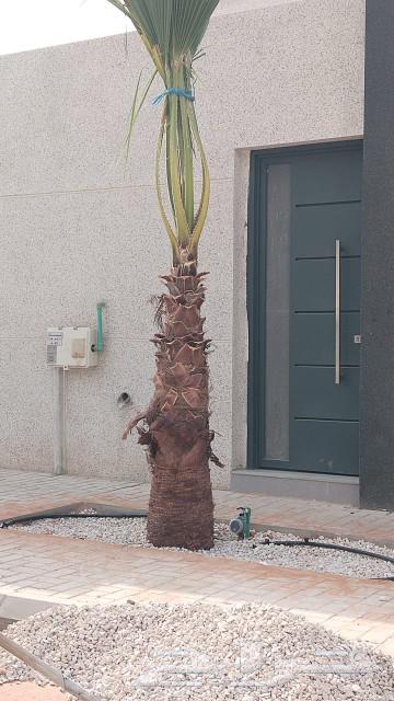 نخيل واشنطونيا ابو مروحه للبيع64617651014402113