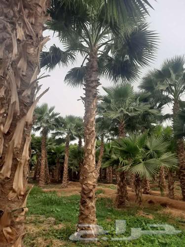 نخل واشنطني وشنطن واشنطوانيا زينه للبيع64624732364674113