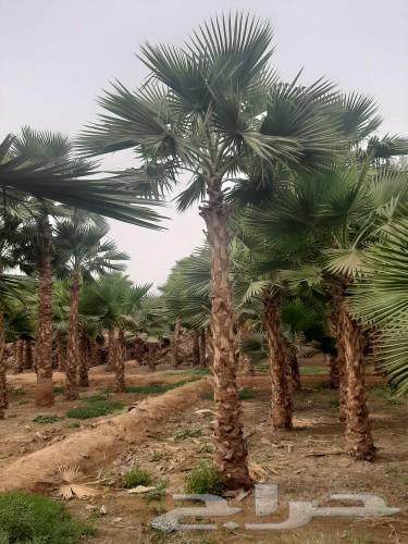 نخل واشنطني وشنطن واشنطوانيا زينه للبيع64624732364674112