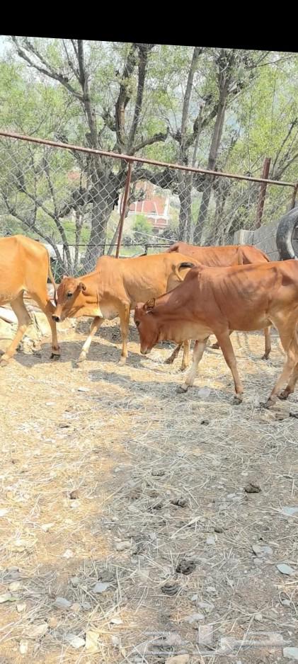 خبيش للبيع العدد 464620605771011111