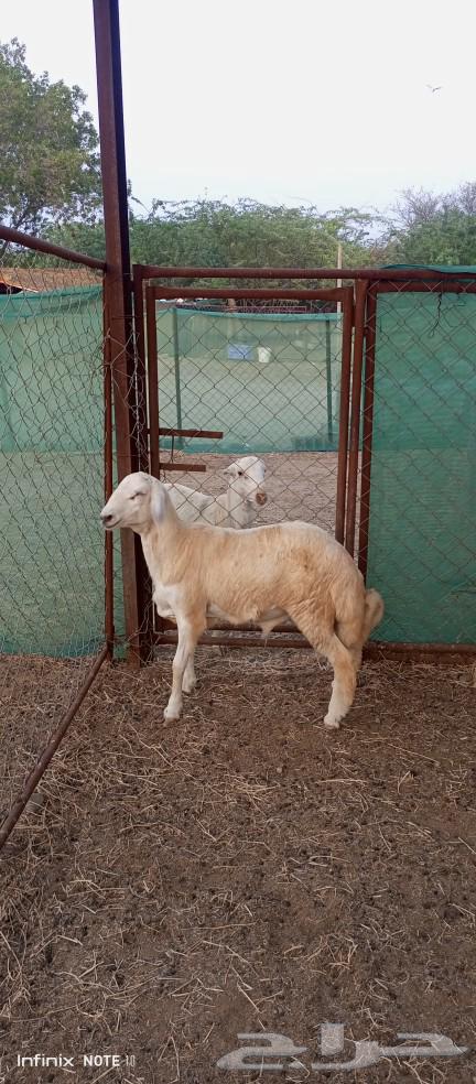 خروفين طيبه للبيع64623232344193110