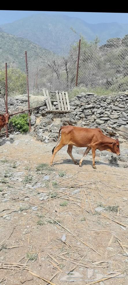 خبيش للبيع العدد 464620605771011110