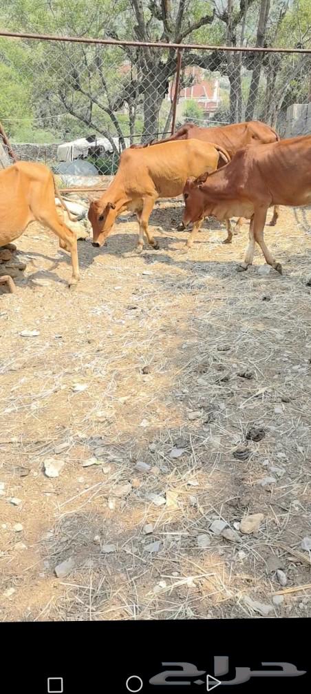 خبيش للبيع العدد 464620605771011112