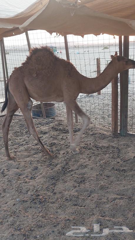 قعود للبيع64620454864385111