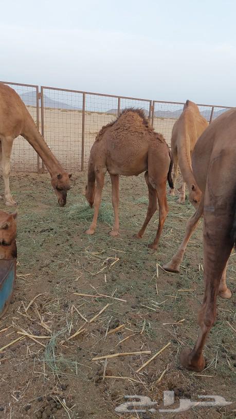 قعود للبيع64620454864385113