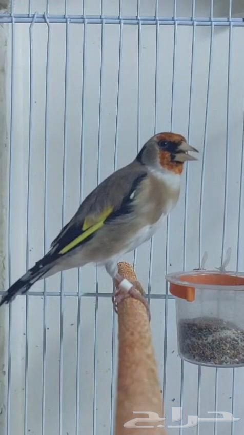 Husun Tughrid Nar64618589311361110