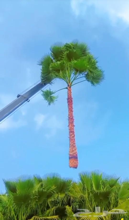 نخيل واشنطونيا ابو مروحه للبيع64617651014402110