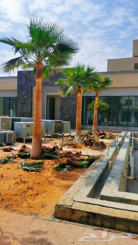 نخيل واشنطونيا ابو مروحه للبيع64617651014402112