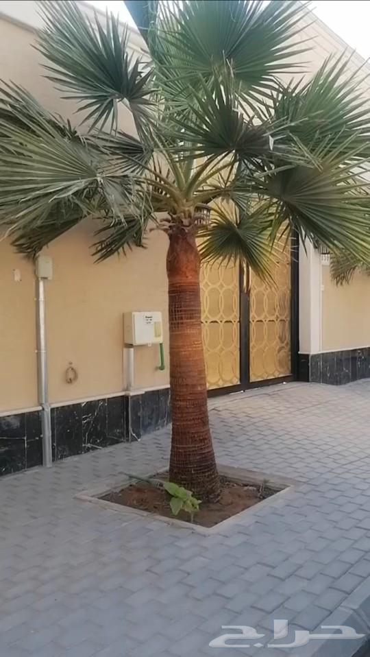 نخيل واشنطونيا ابو مروحه للبيع64617651014402114