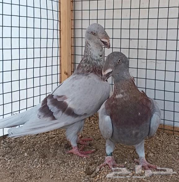 جوز أكسبيشن هومر منتج64618040869761113