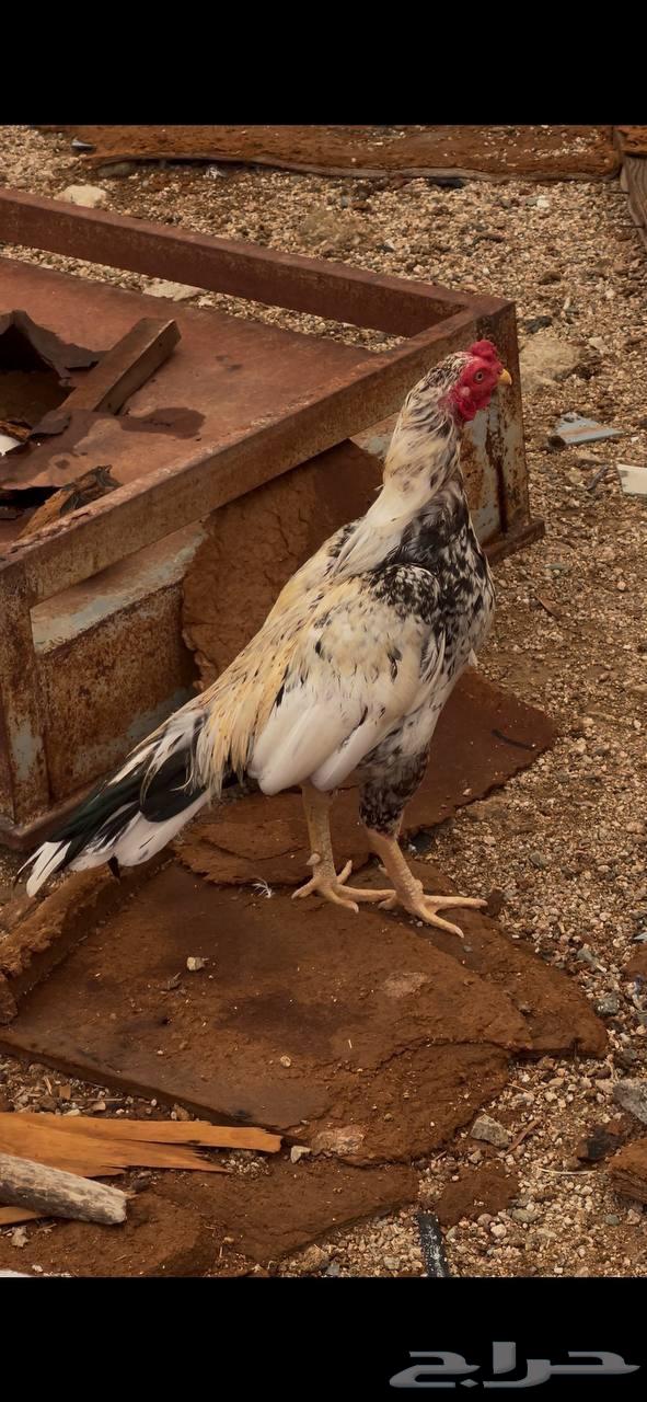 ديك باكستاني ميوالي64617552371585112