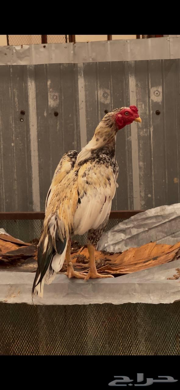 ديك باكستاني ميوالي64617552371585110