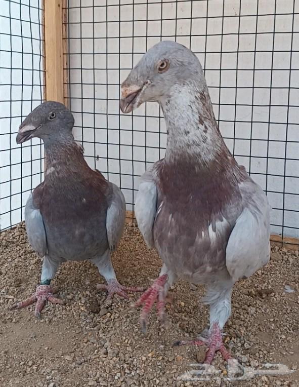 جوز أكسبيشن هومر منتج64618040869761110