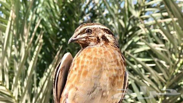 Wild Quail. Migratory64619580154241110