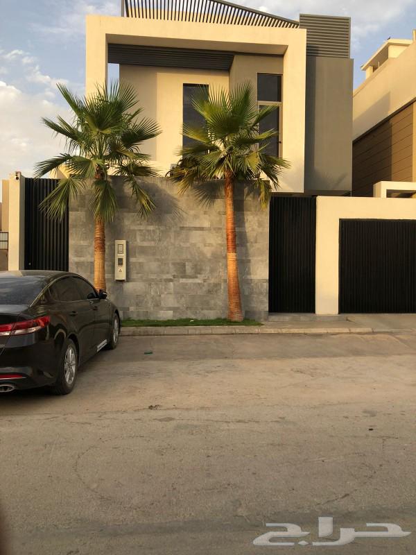 نخل واشنطني وشنطن واشنطوانيا زينه للبيع64624732364674110