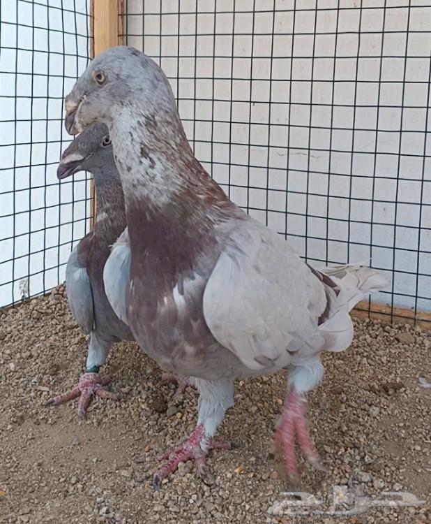 جوز أكسبيشن هومر منتج64618040869761111