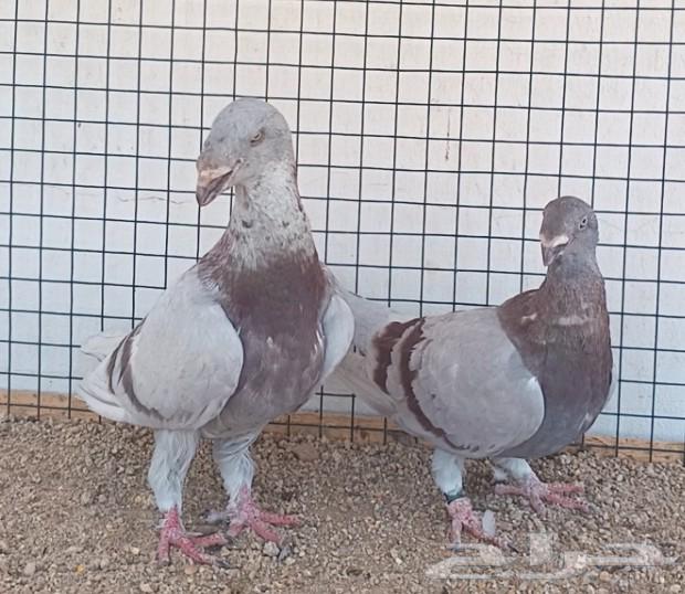 جوز أكسبيشن هومر منتج64618040869761114