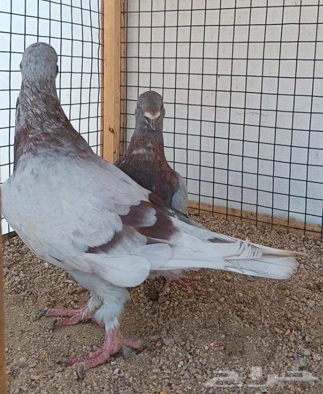 جوز أكسبيشن هومر منتج64618040869761112