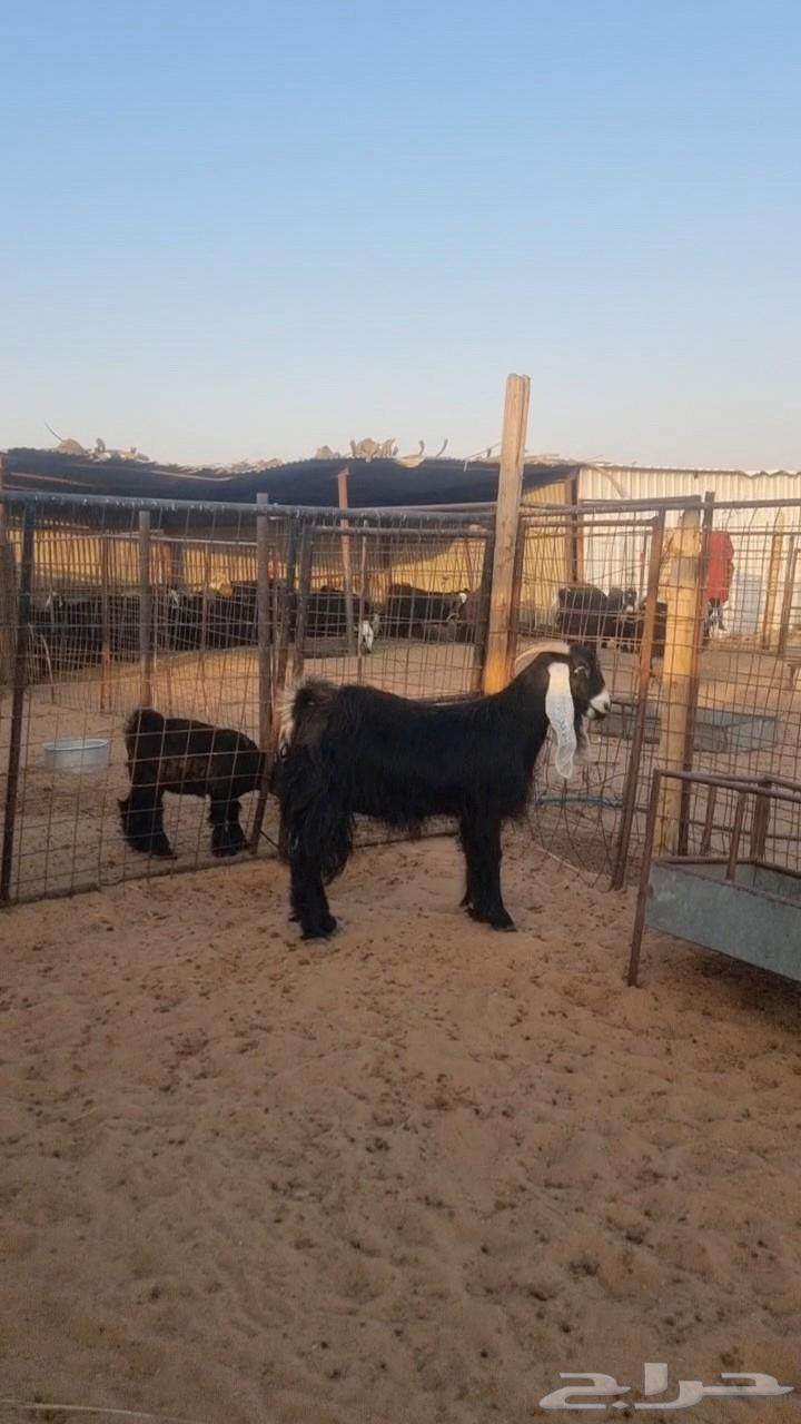 عنز عارضيه ثنية للبيع64622339383938110