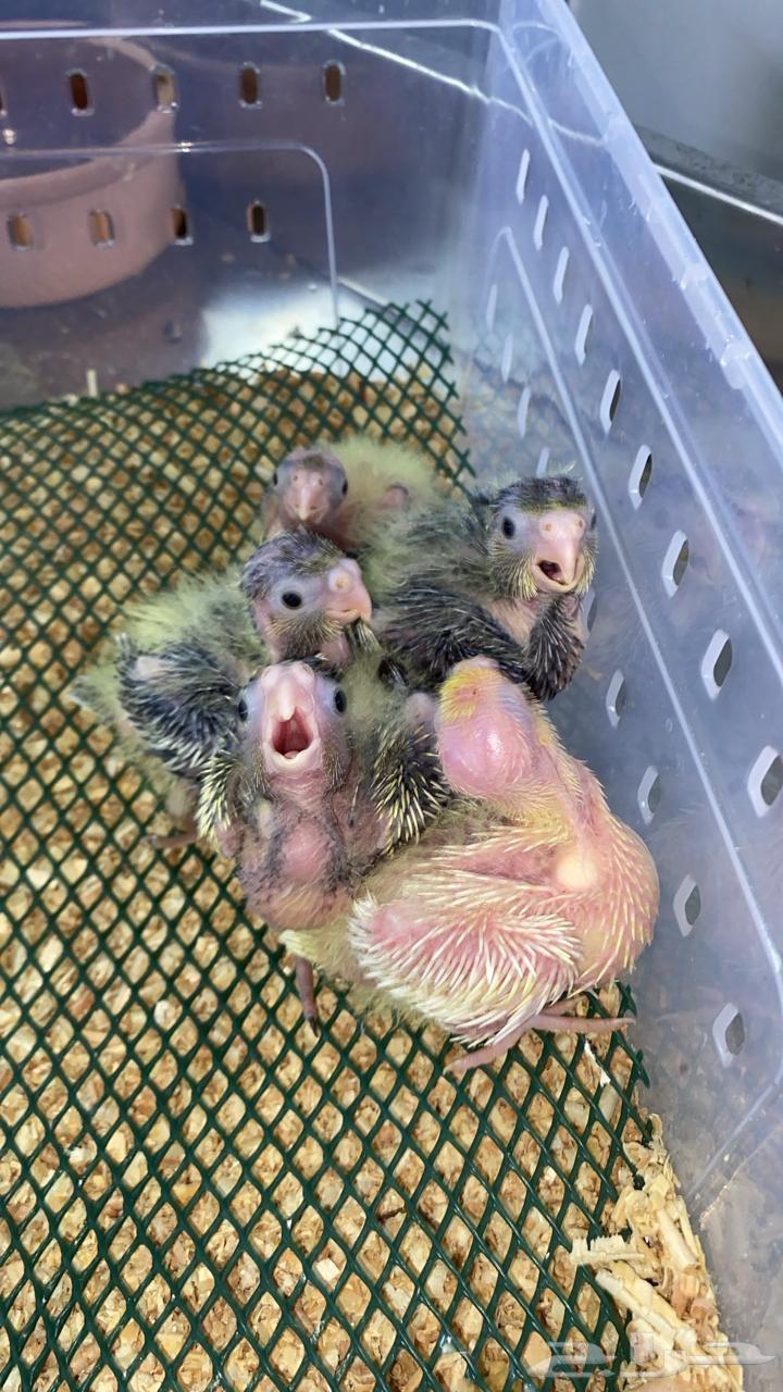 فروخ صن كنيور شمسي فروخ كنيور اناناس 5فروخ كروان (تم البيع)64620705097217111