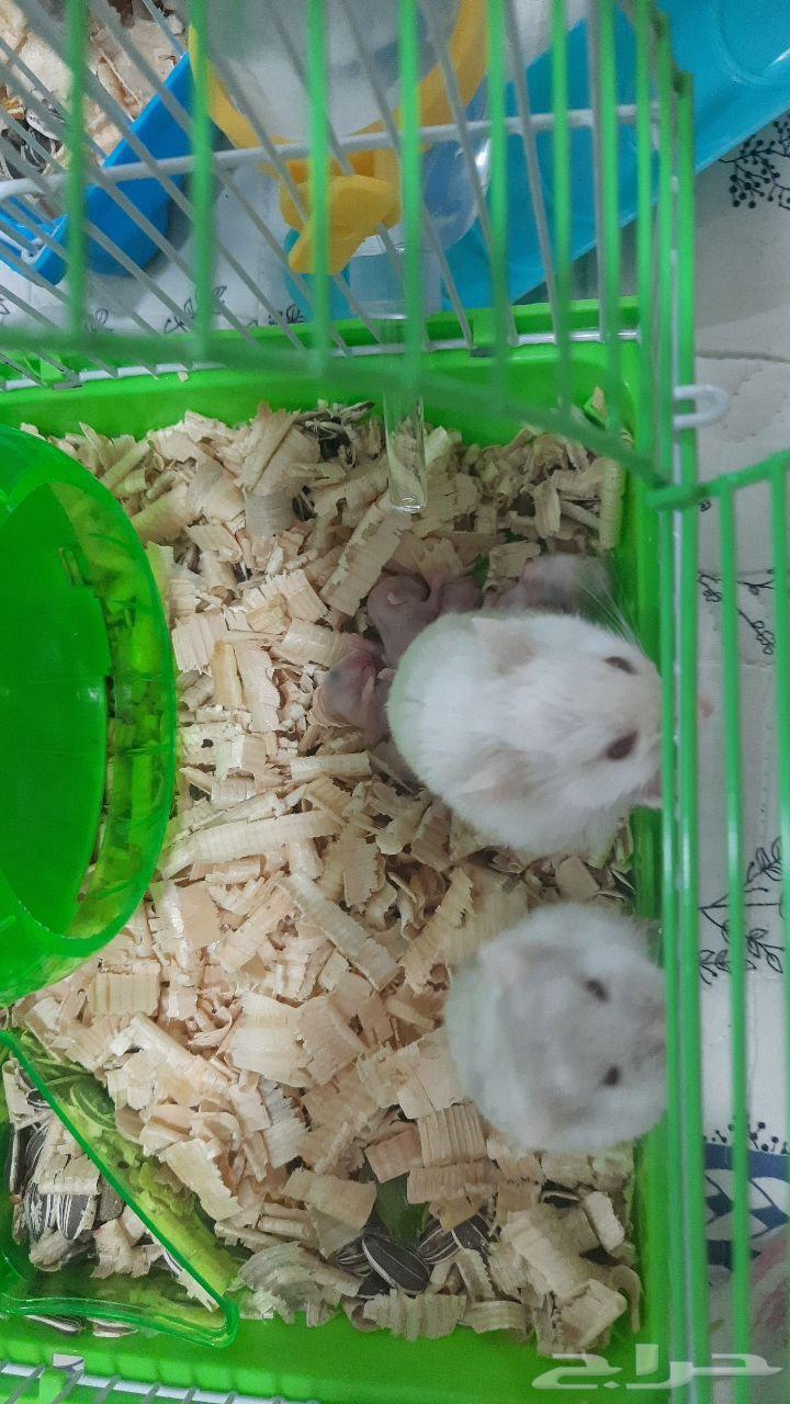 هامستر للبيع قفص فيه صغار و القفص الثاني فيه زوج مع عيالها64624732340353110