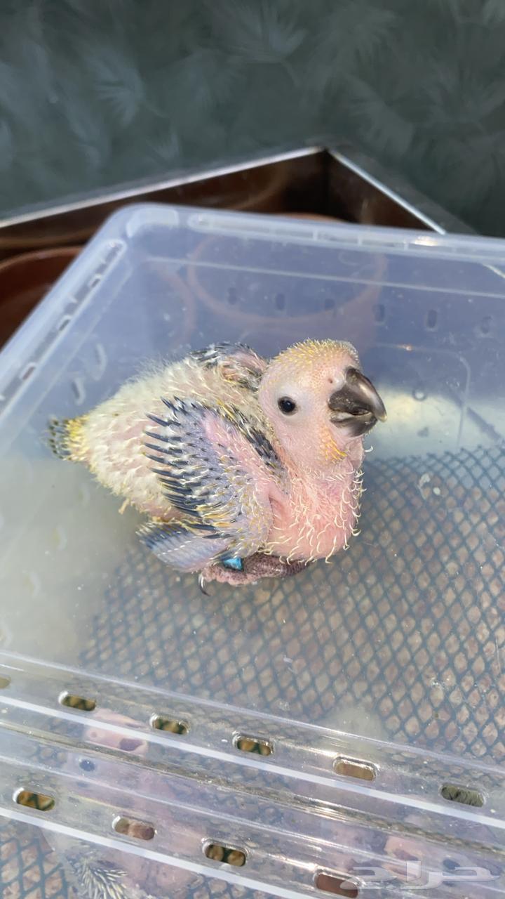 فروخ صن كنيور شمسي فروخ كنيور اناناس 5فروخ كروان (تم البيع)64620705097217110