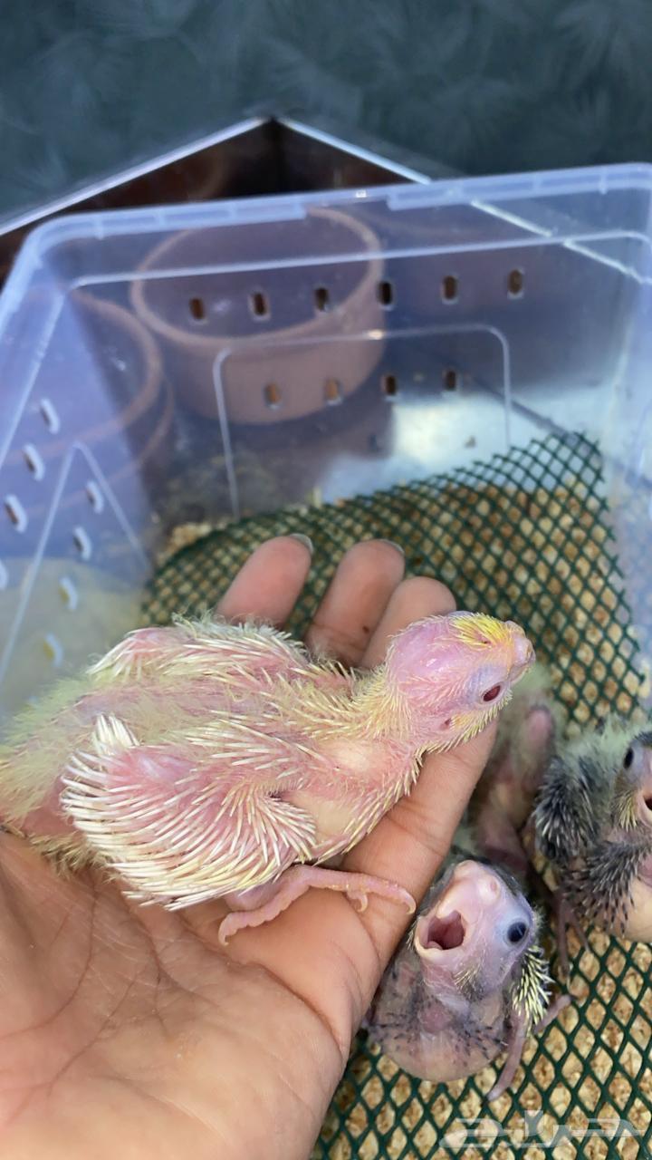 فروخ صن كنيور شمسي فروخ كنيور اناناس 5فروخ كروان (تم البيع)64620705097217112