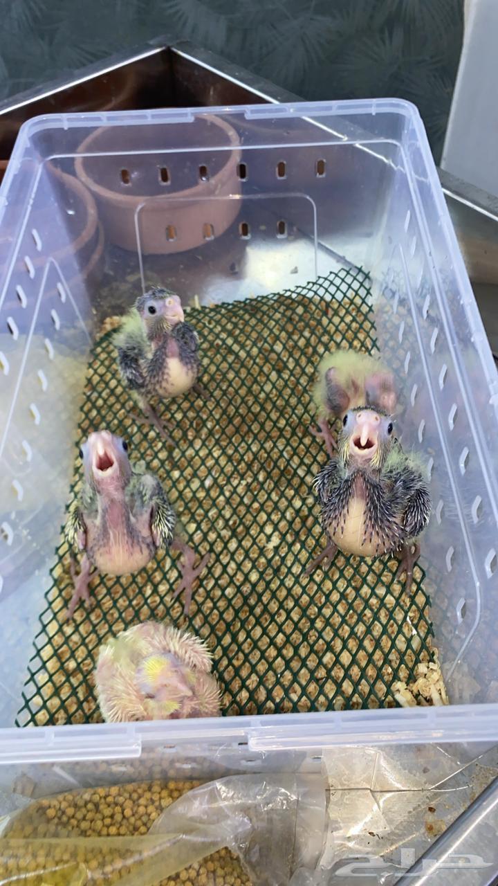 فروخ صن كنيور شمسي فروخ كنيور اناناس 5فروخ كروان (تم البيع)64620705097217113