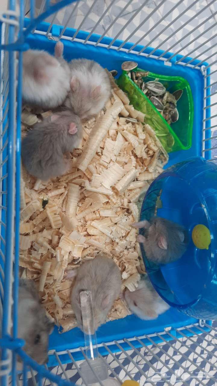 هامستر للبيع قفص فيه صغار و القفص الثاني فيه زوج مع عيالها64624732340353111