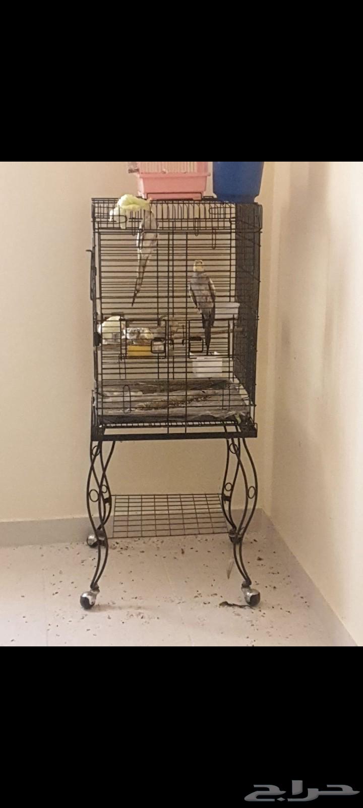 قفص طيور نضيف64619367828738110