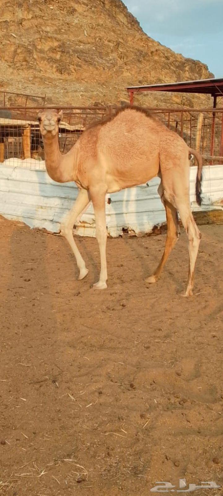 قعود للبيع64622737581313111