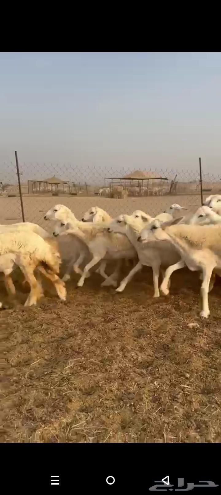 رخال جدعات طيبه صنف الصنف حريات رخال64618438625667113