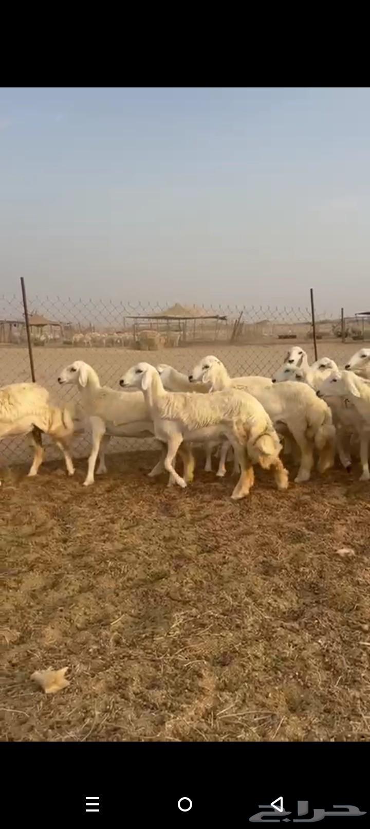 رخال جدعات طيبه صنف الصنف حريات رخال64618438625667112