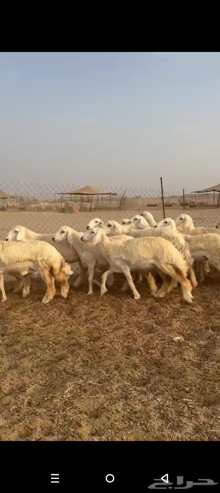 رخال جدعات طيبه صنف الصنف حريات رخال64618438625667114