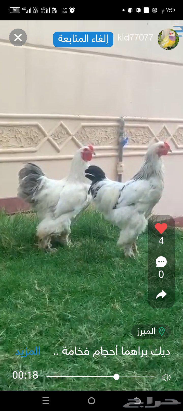 Colombian Rooster and Brahma Rooster: Magnificent and Massive, Auction Starts at 300 SAR64623960751874110