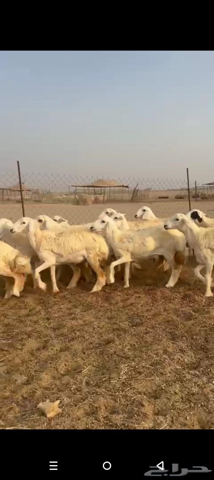 رخال جدعات طيبه صنف الصنف حريات رخال64618438625667111